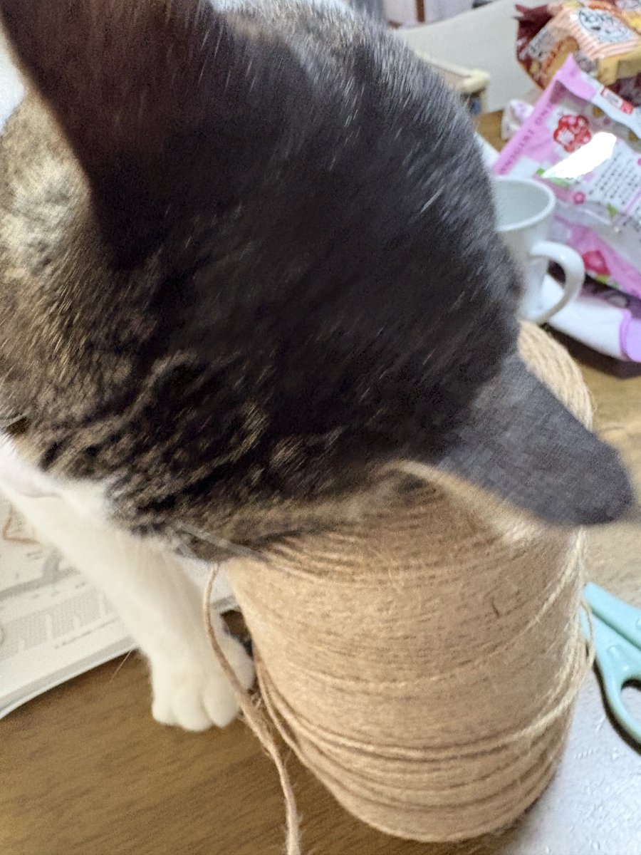 🐾kikumura🐾 tweet media