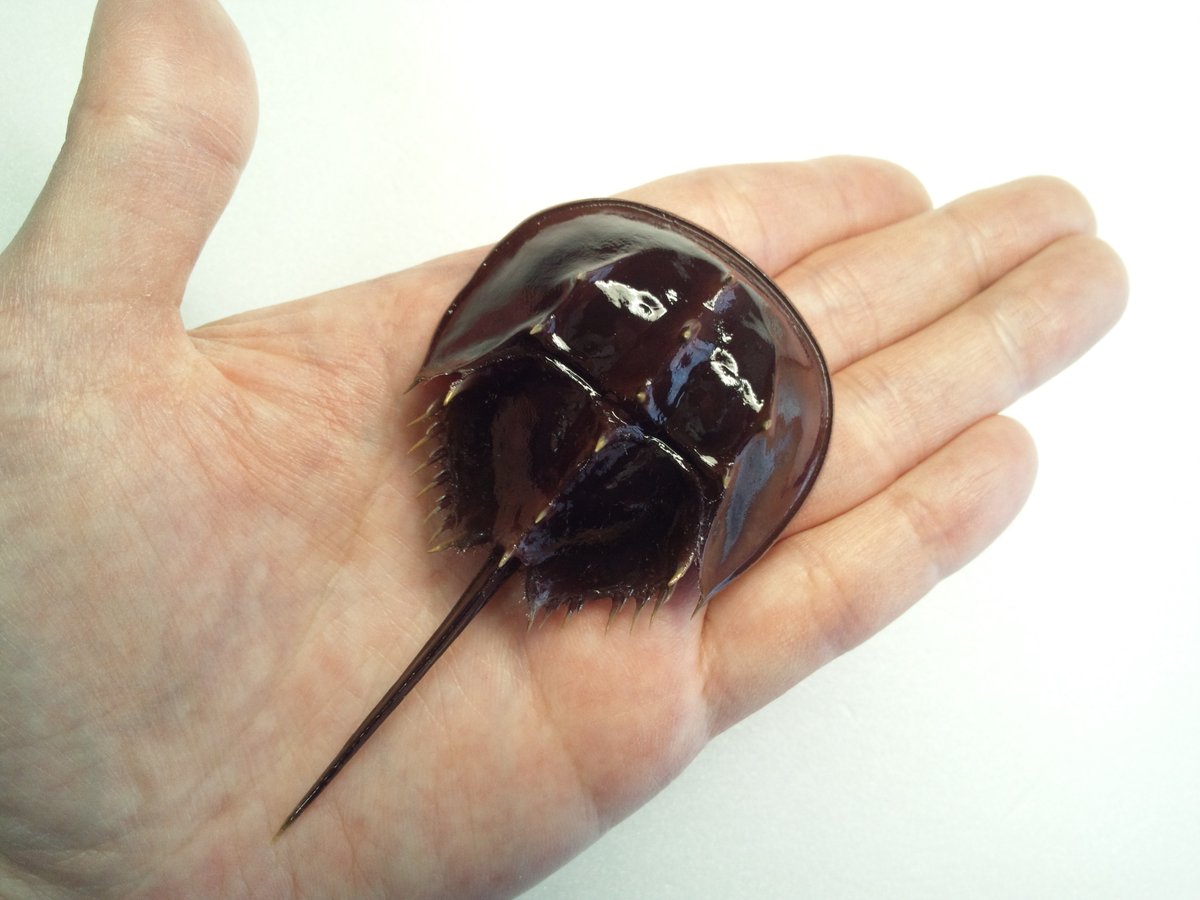 魚道部！/ 剥製師 力石眞弘 (ﾁｶﾗｲｼ ﾏｻﾋﾛ) tweet media