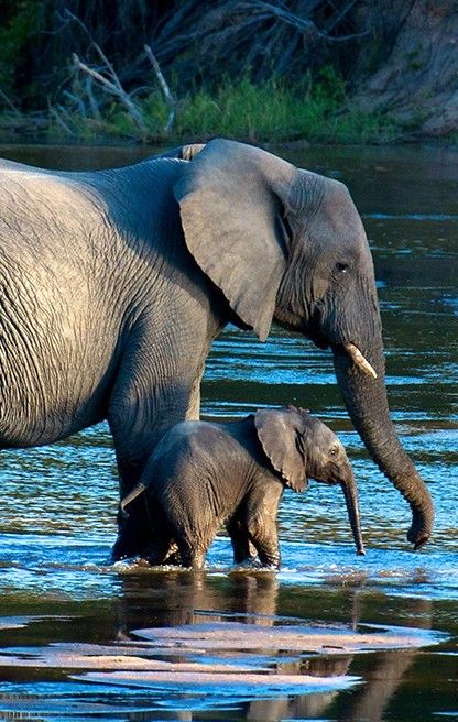 A N I M A L S tweet media