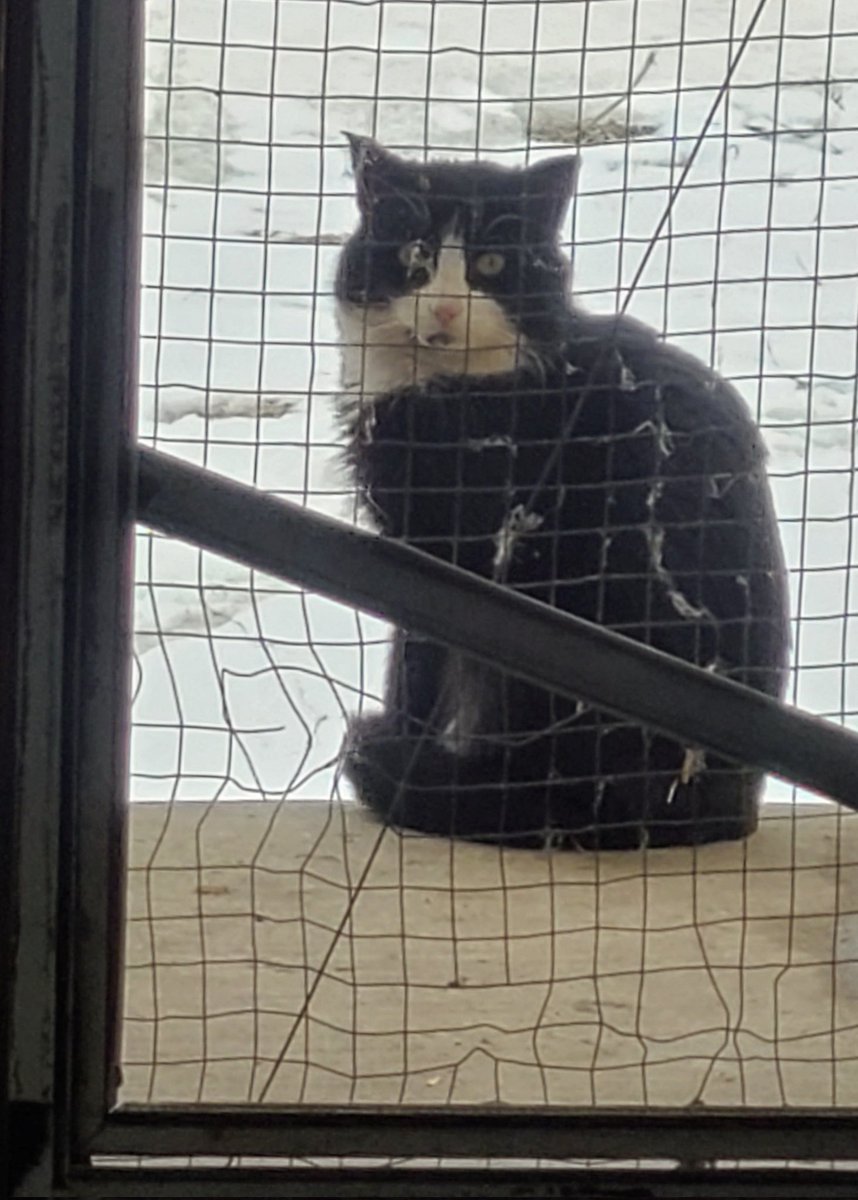 JBMEquiFarms's tweet photo. The newest terrified drop-off๐ก
I still have not found a home for the other one that I've tamed.
This one seems younger & is very flighty. I'd be too if I got tossed from a vehicle by humans.
This is getting ridiculous how many are dumped here.
#straycat #dumpedcat https://t.co/ADjHsXsIxf