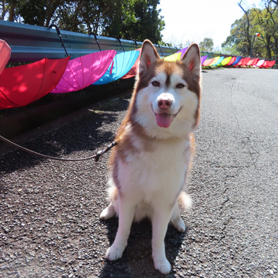 huskytruffe's tweet photo. ブログを更新しました。【とりゅふ家の事件簿】
久し振りのACAO FOREST
https://t.co/ITqkPzyQxB
#ハスキー #husky #ハスキーマドレーヌ #siberianhusky #シベリアンハスキー #とりゅふ家 #犬とお出掛け #ACAOFOREST https://t.co/rDj0saIxf9