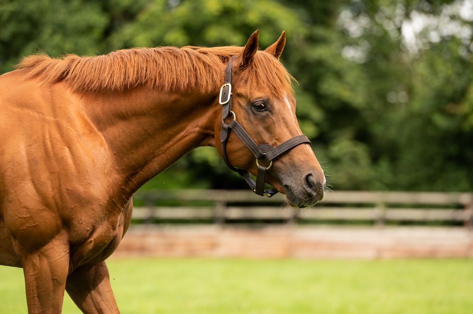 Racing Post Bloodstock tweet media