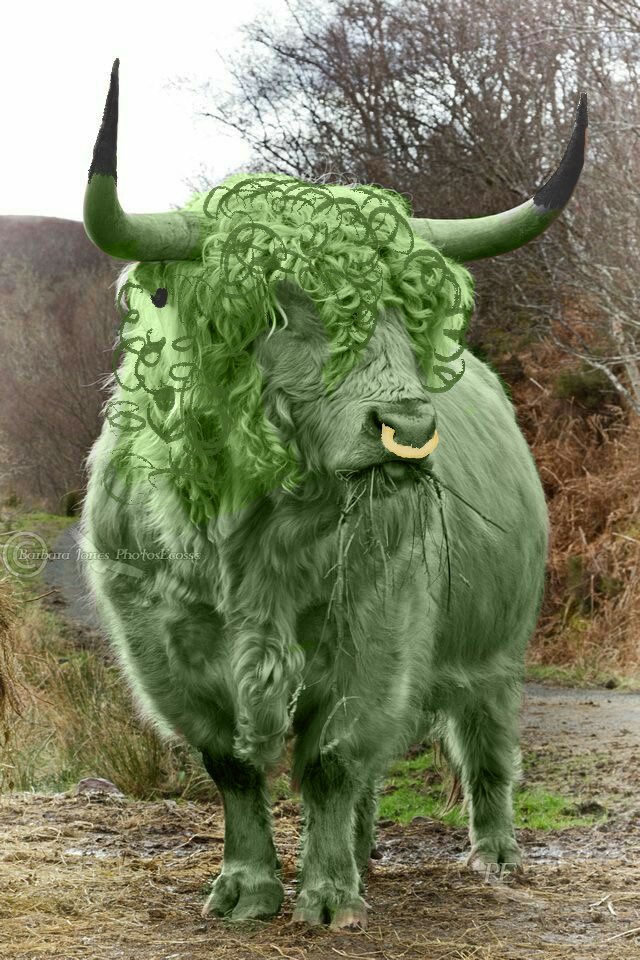 colliflora tweet media