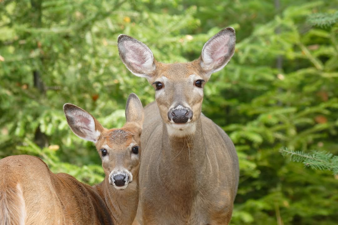 Parcs Ontario tweet media