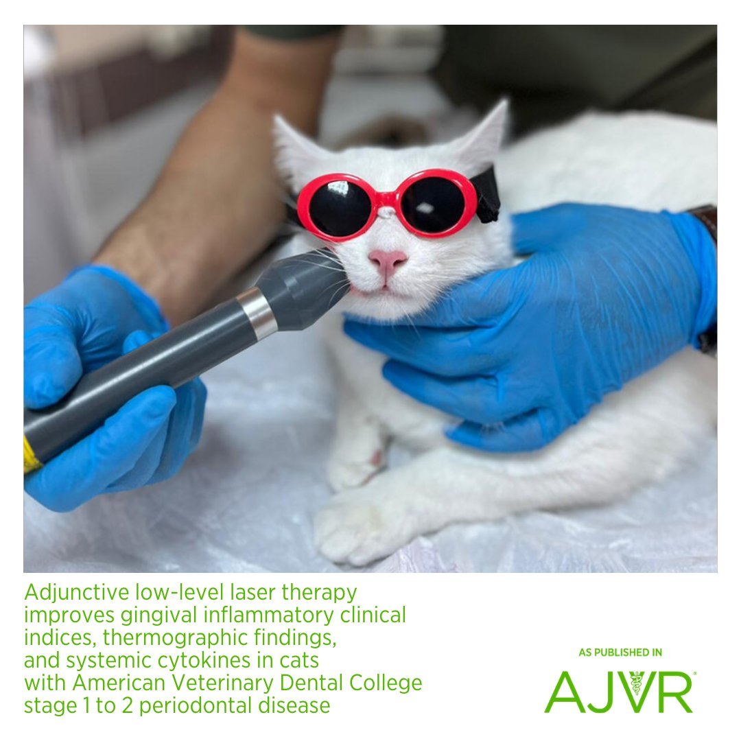 AJVROA's tweet image. Low-level laser therapy appears to be a safe and effective adjunct for the short-term management of gingival inflammation in cats with early-stage periodontal disease following professional dental cleaning. Open access article: jav.ma/lllt3 #dentistry #feline
