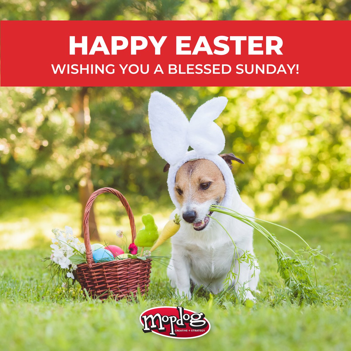 Mopdog's tweet photo. Wishing you a joyful and blessed Easter! May your day be filled with love, laughter, and wonderful moments with family and friends! 🐰 🌸 💚 https://t.co/qglqb8FKl3