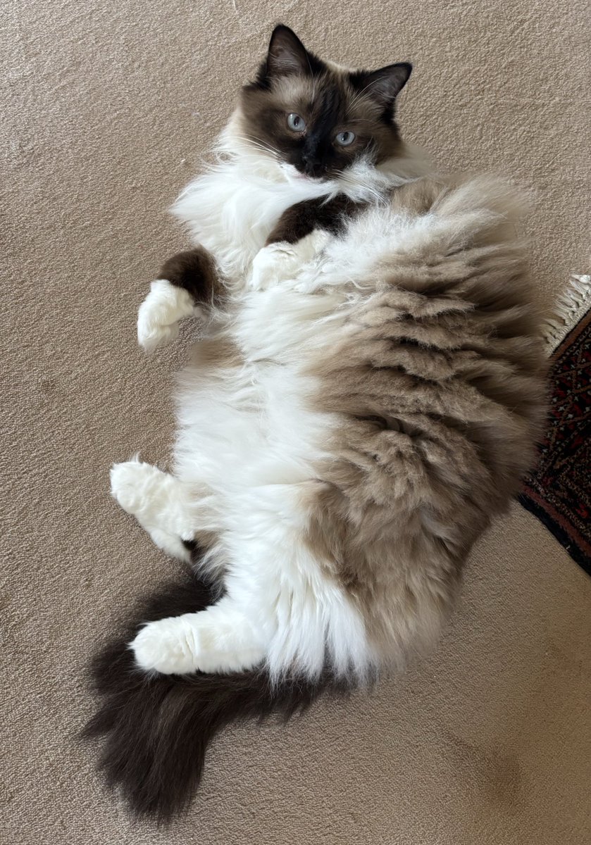 Y a les moutons de Pâques et puis il y a le chat de ma mère !