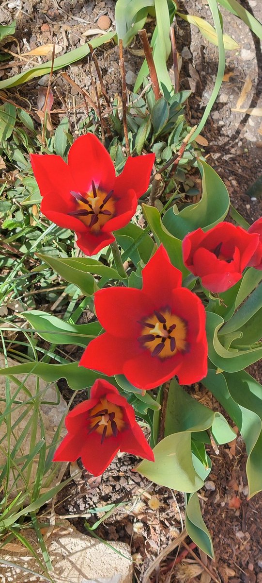 Payan Anouk-Laura🇵🇸CEASE FIRE NOW🇵🇸🇨🇦 tweet media