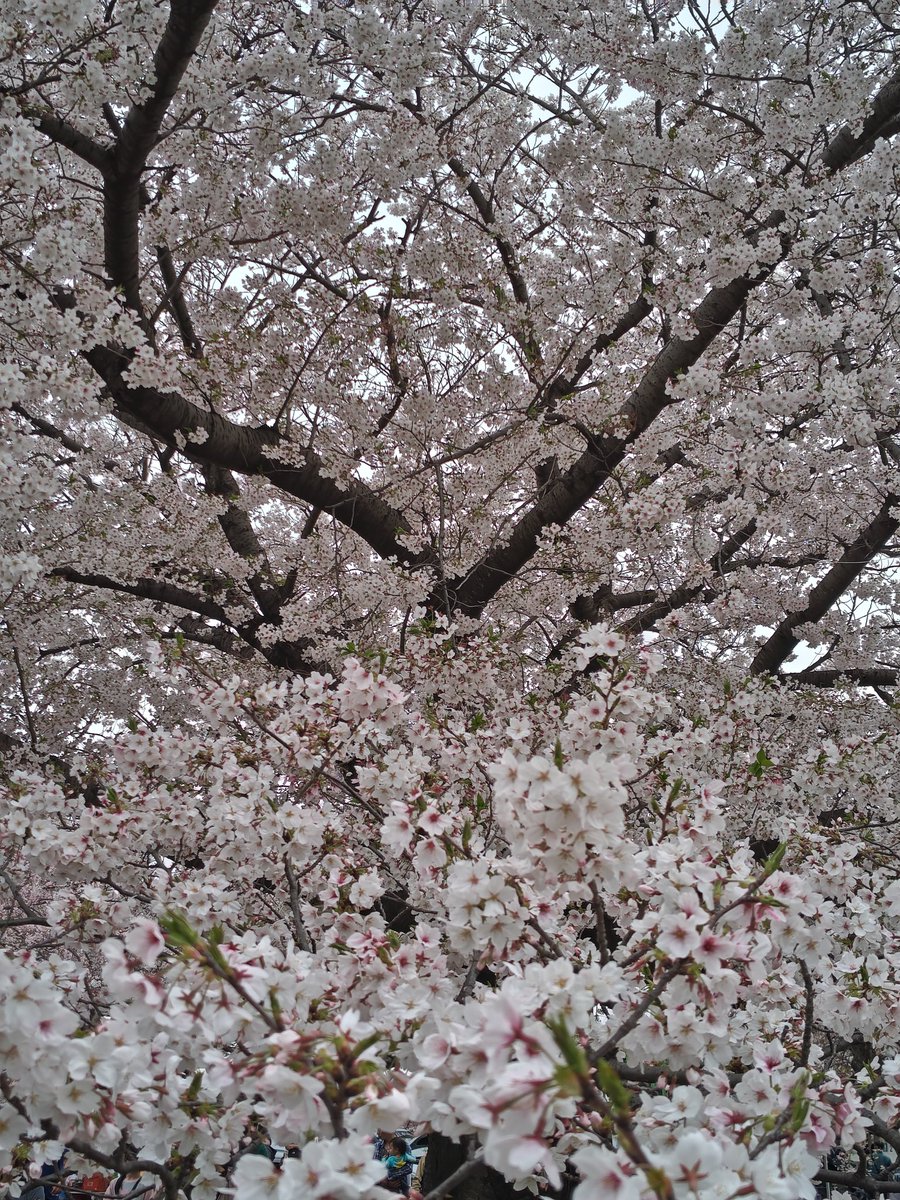 Mariko.A tweet media