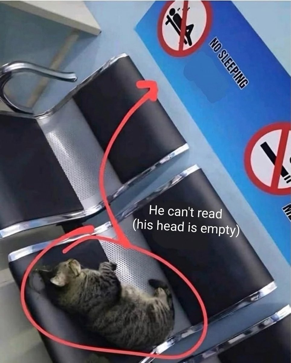 daily cats ♡ tweet media