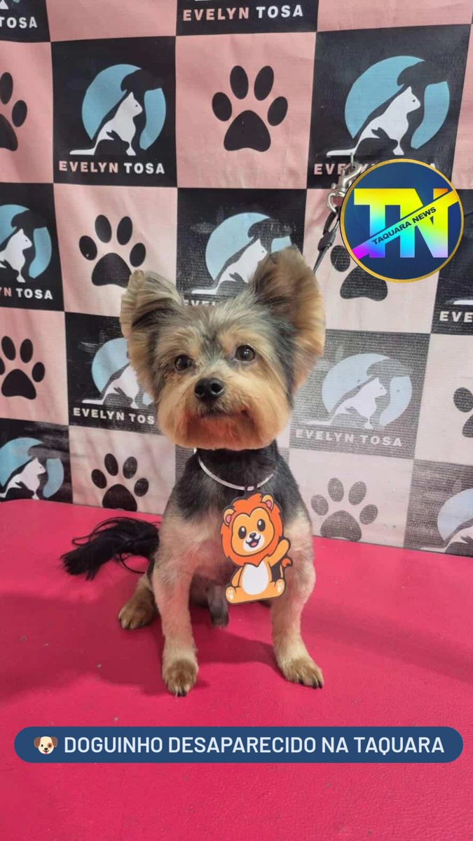 Taquara News tweet media