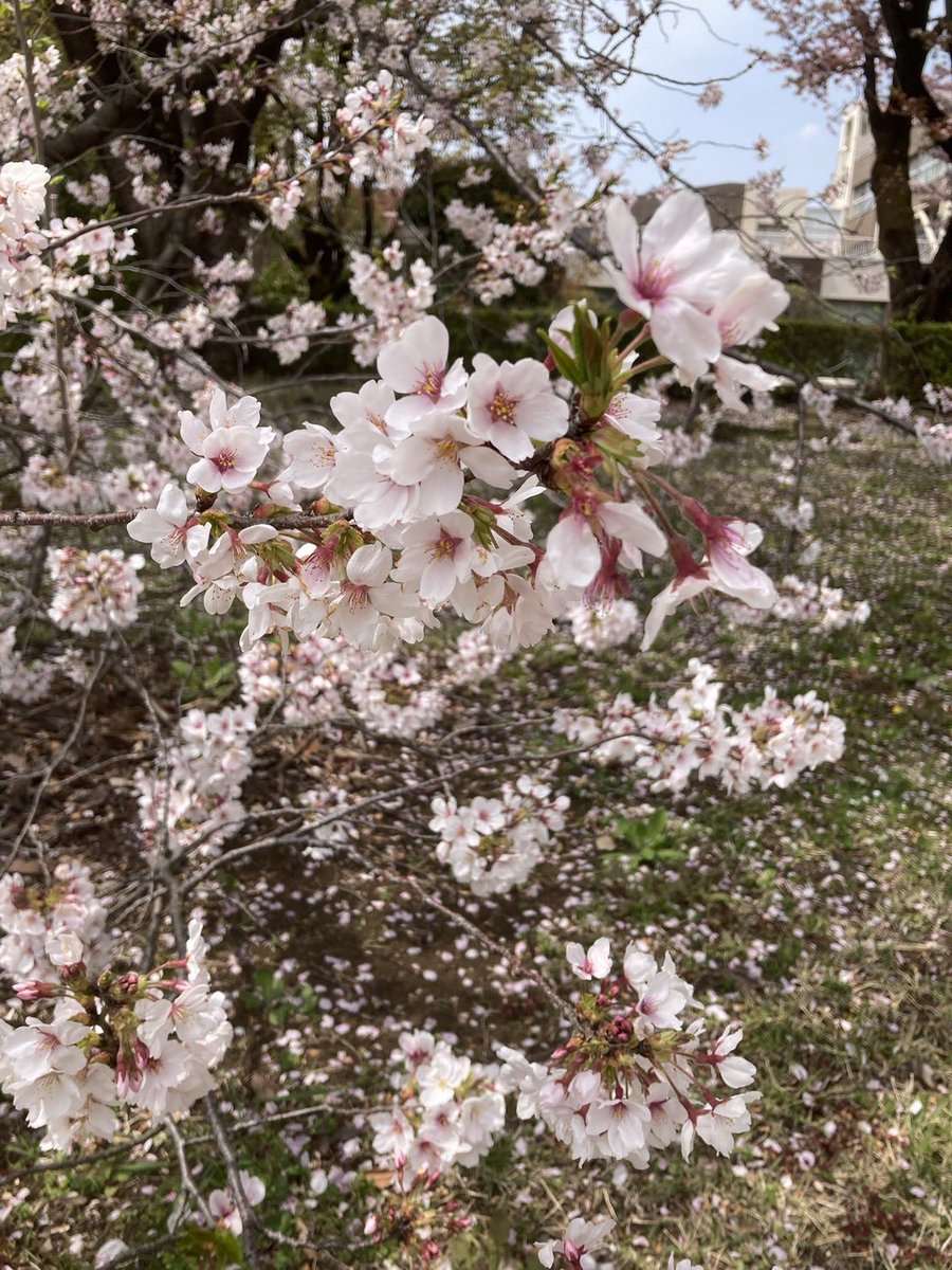atomi_ss's tweet photo. 【新歓まであと3日！】

ごきげんよう！学生会本部です🌸

新入生歓迎会当日の持ち物についてです！
必須！👉🏻学生証（受付で確認があります!!）
あるといい！👉🏻ファイル、筆記用具、飲み物

お気軽にご参加ください！🌸✨️

#春から跡見  #跡見新入生歓迎会2026 https://t.co/kK6XHakJdE