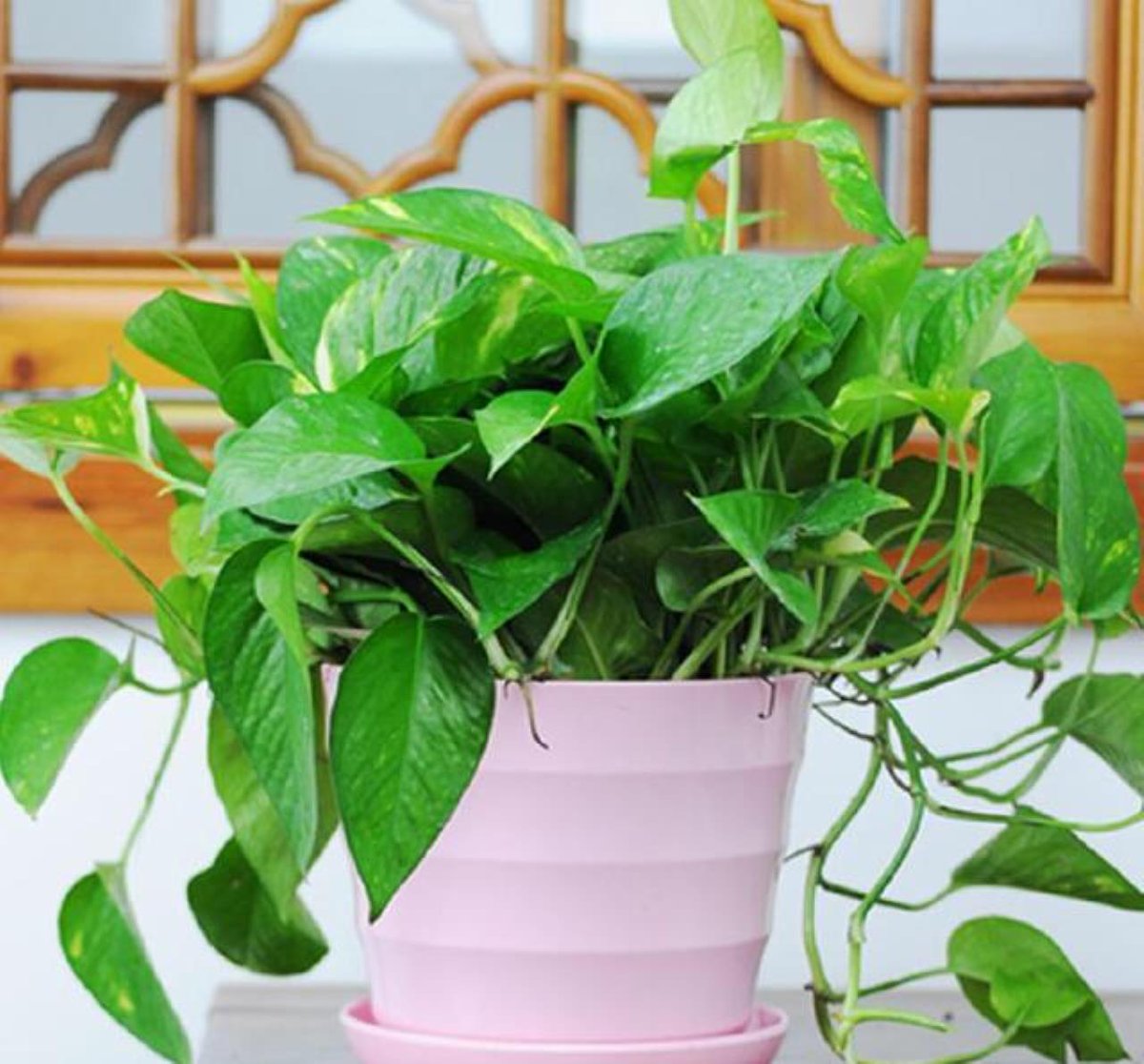 erinasaur's tweet photo. Pothos care hack: Yellow leaves Let soil dry 2-3 inches deep before watering! Bright indirect light = happy vines. Tag a plant parent who needs this! https://t.co/gR2IrSvvtS