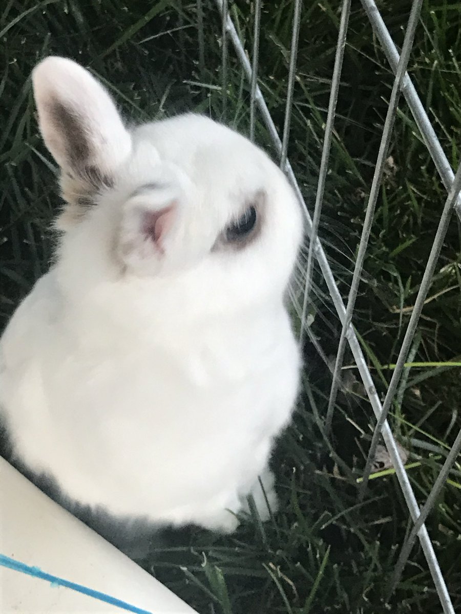 Happy Easter to all who celebrate from my daughter’s diva rabbit…