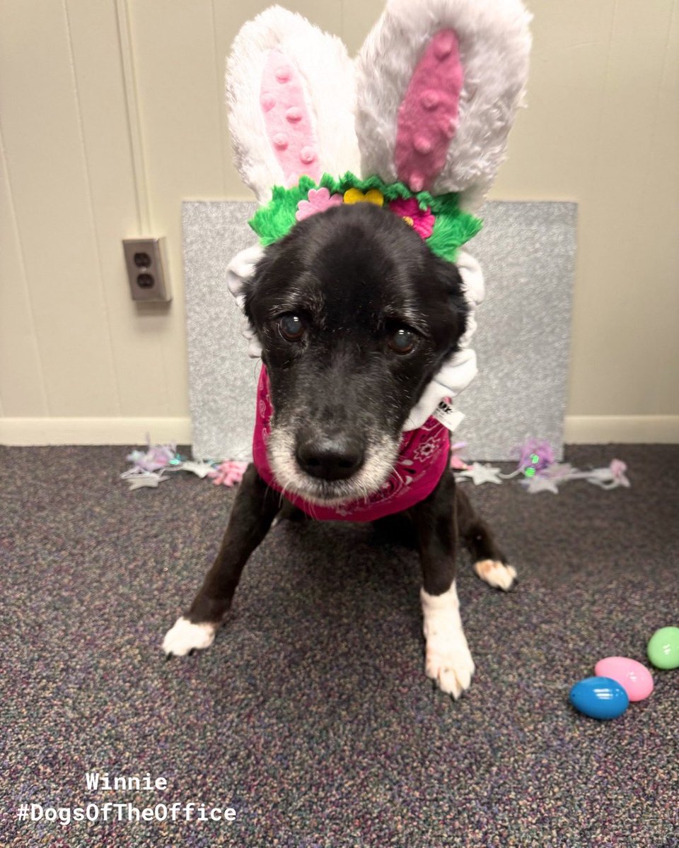 Dog Aging Project tweet media