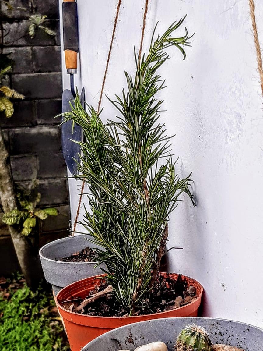 Un tal Will 😎 tweet media