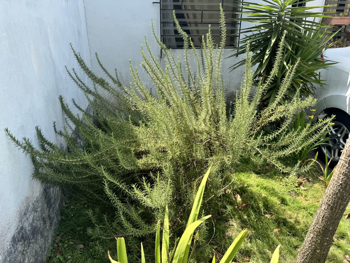 Un tal Will 😎 tweet media