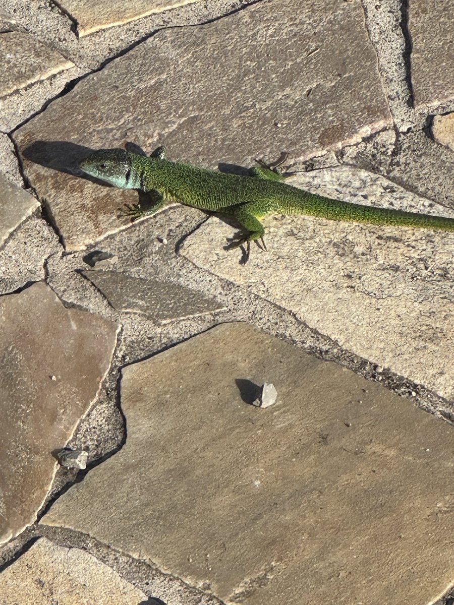 Martin Sellner tweet media