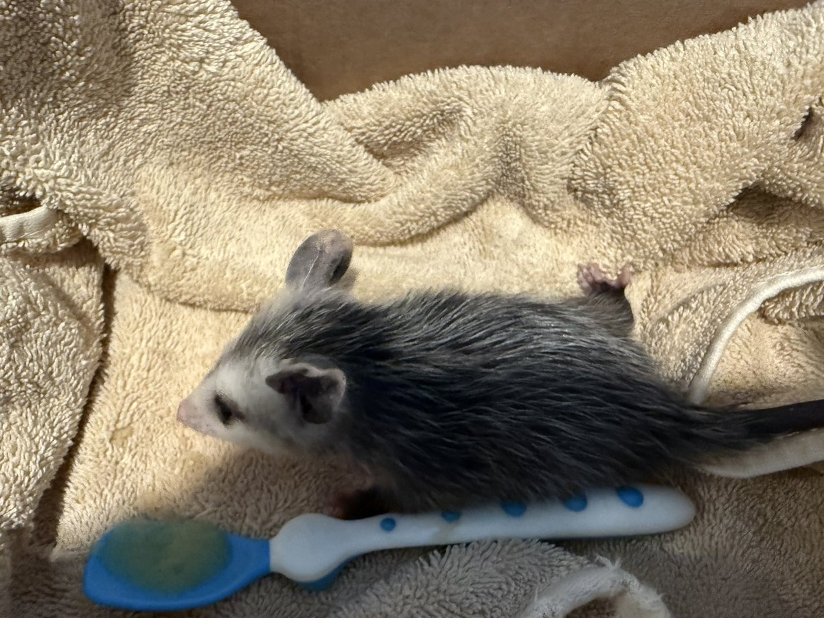 Higgins Boat Rum tweet media