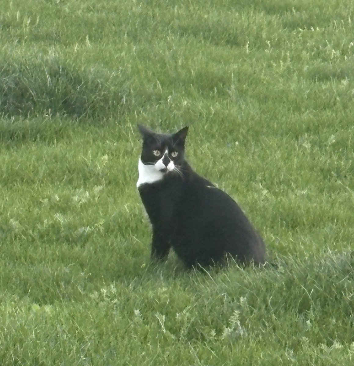 Anna 🌙 Vespree ☆ tweet media