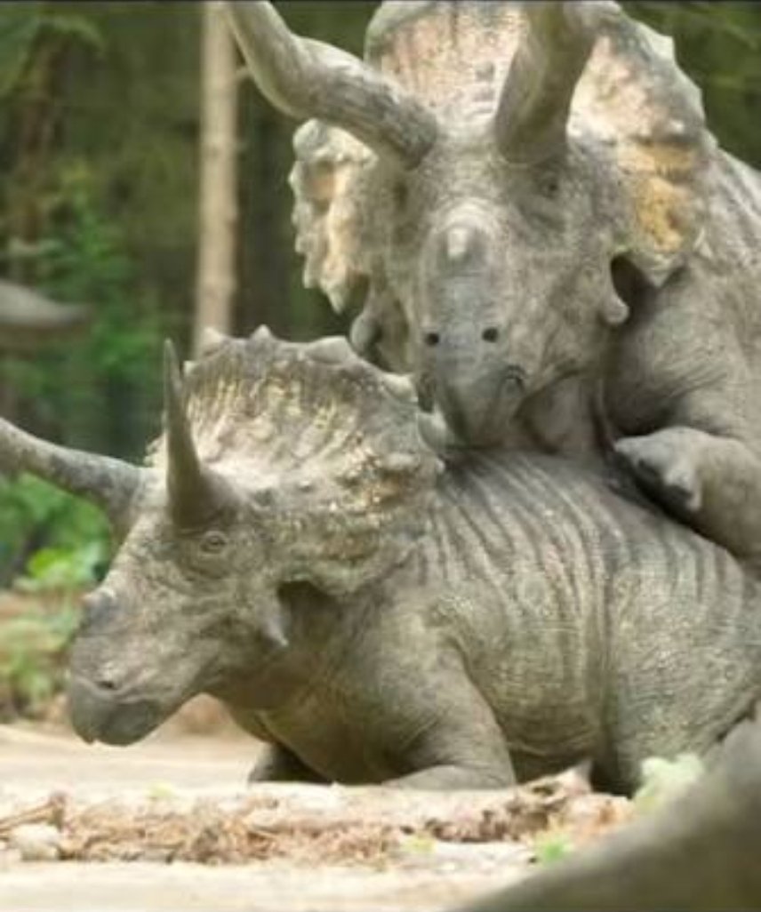 CamdenNewm50775's tweet image. Oh boy not this image making the rounds again haha

But for anyone who is actually confused or curious about this, here are some scientificly informed depictions of how these specific dinosaurs could have mated