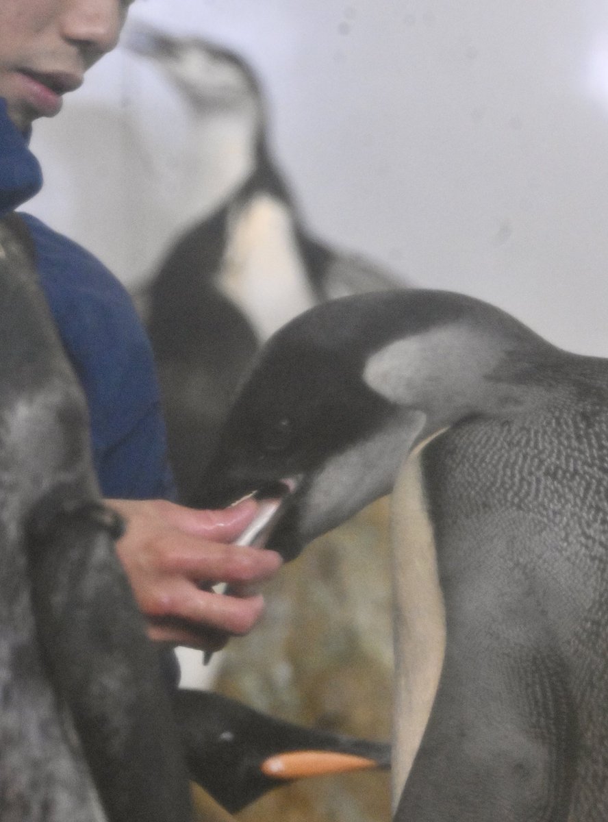 かーりん tweet media