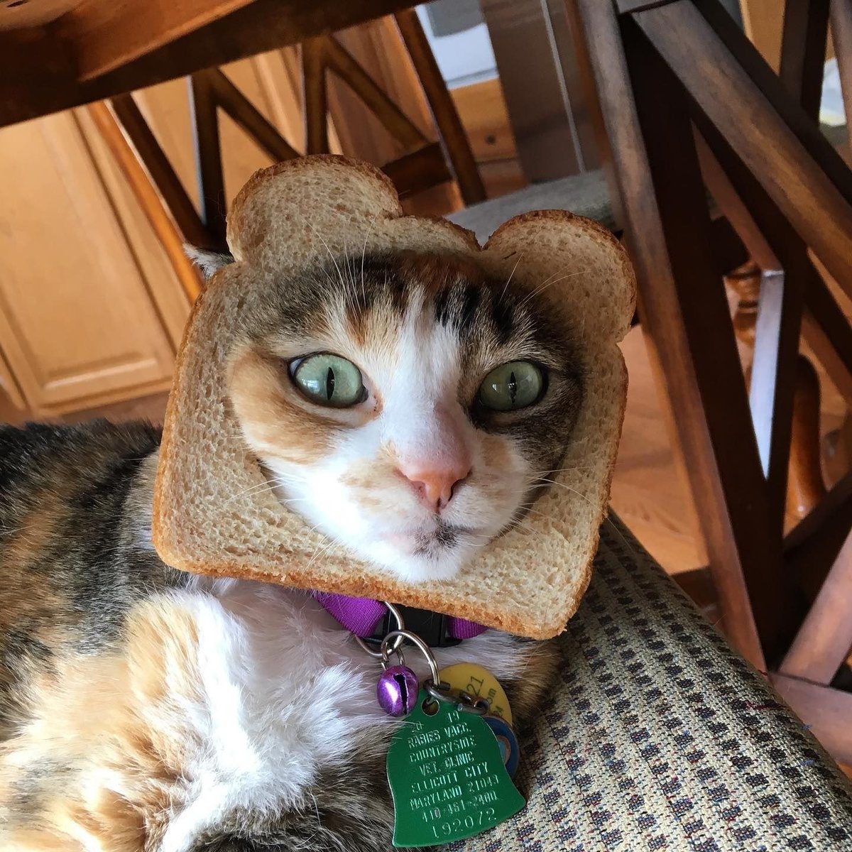 Inbred Cat tweet media
