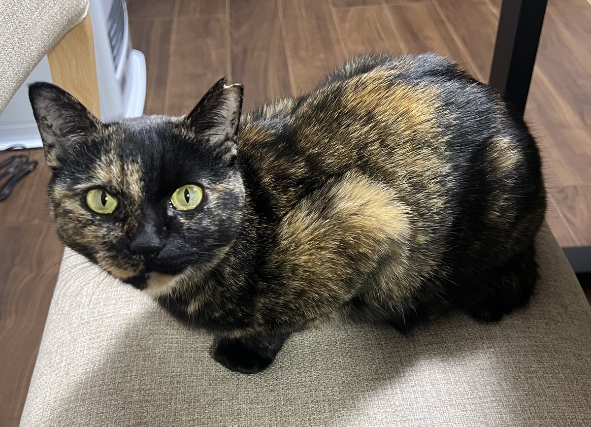 サビ猫くるみ tweet media