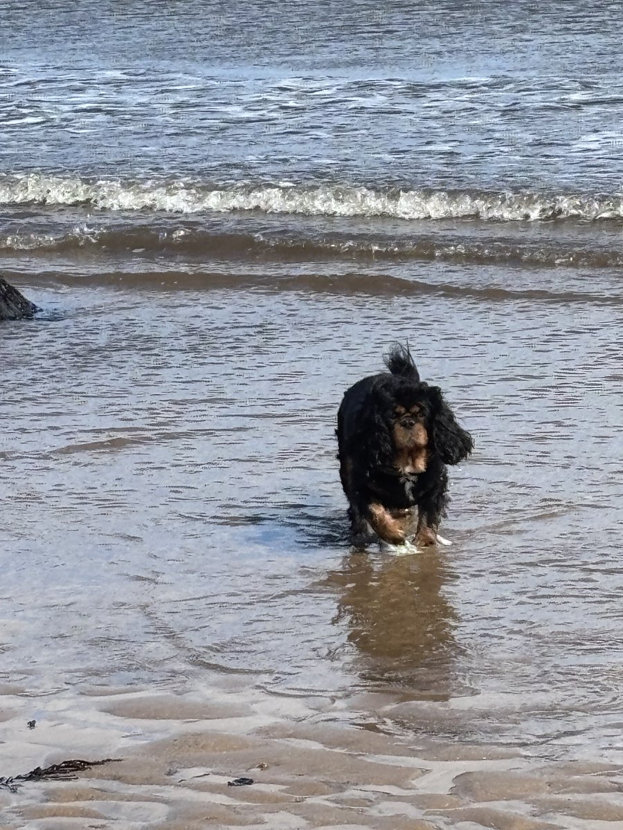 So pals this was my last trip to the beachy 🏖️ on this holibobs, it’s a luffly day after last nights storm. But mum said I had to spoil it, I ran off and ate somefin disgusting apparently and now I’ve done a green 💩 It was all fun’s though 😍😍🏴󠁧󠁢󠁳󠁣󠁴󠁿