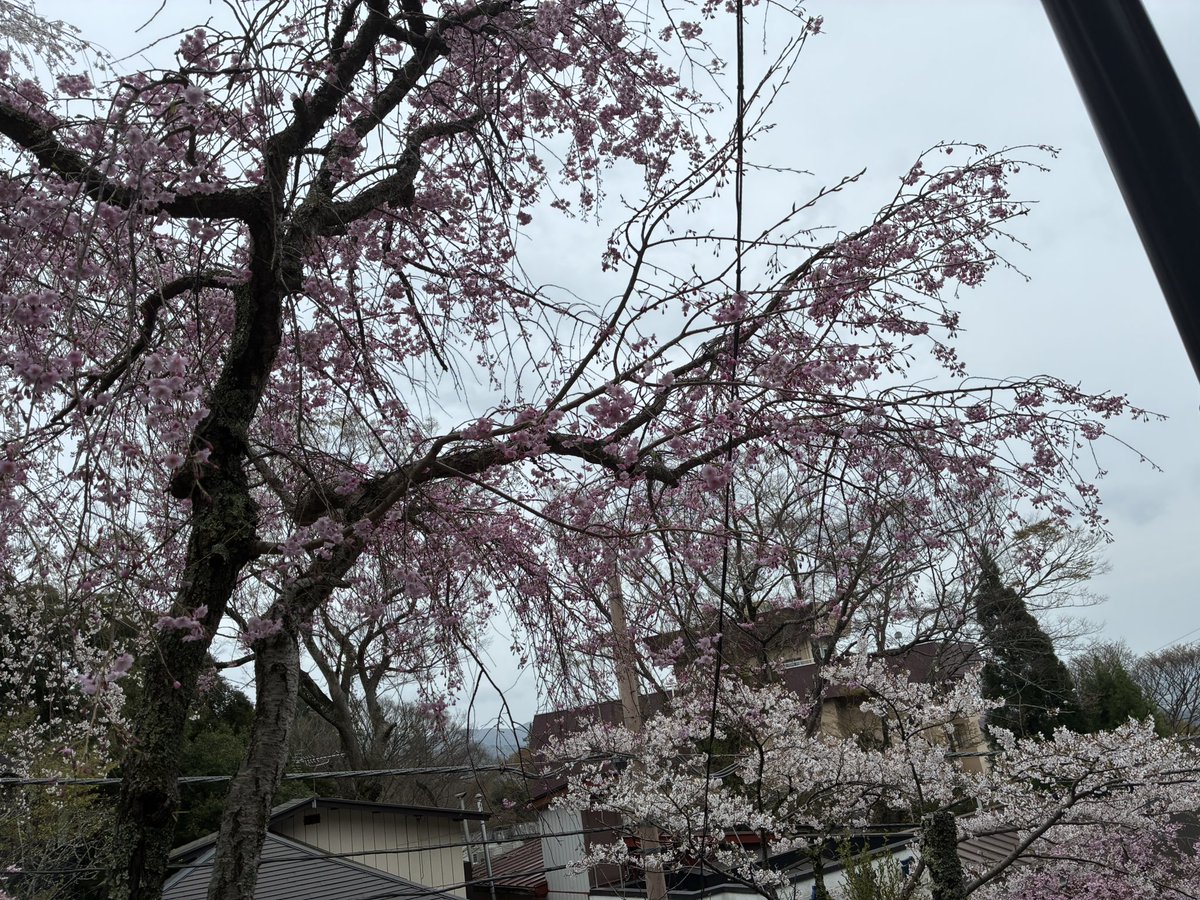 葛の葉 tweet media