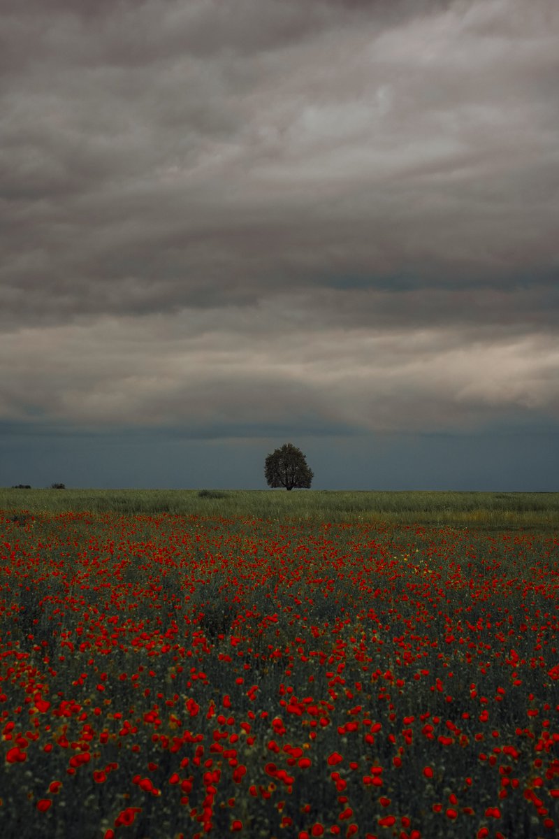 Shahid Mushtaq tweet media