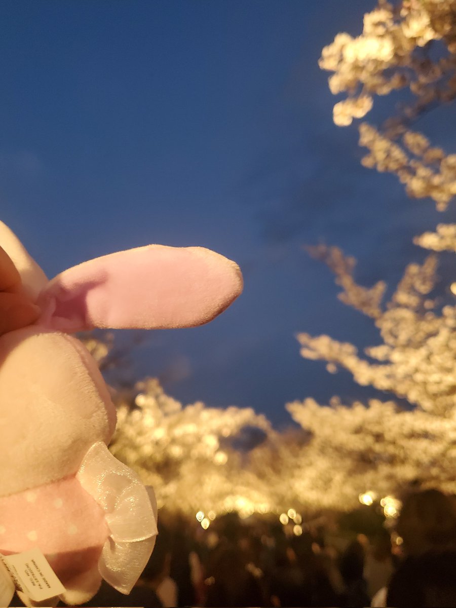 イヌウサギ🍭 tweet media