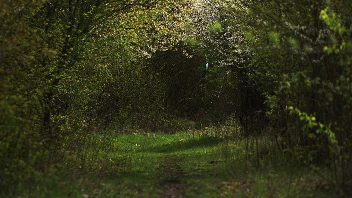 𝕎𝕒𝕟𝕕𝕖𝕣𝕖𝕣 tweet media