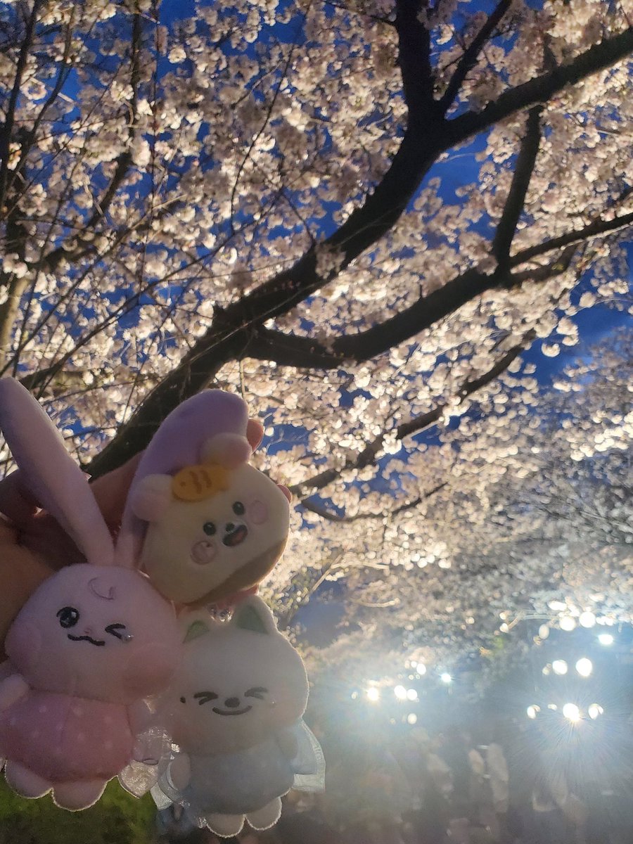 イヌウサギ🍭 tweet media