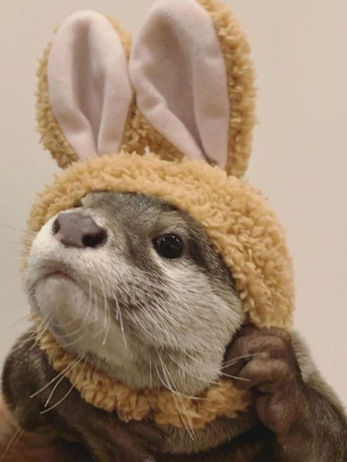 🍁🍂🦦Sasha🦦🍺🍎 tweet media