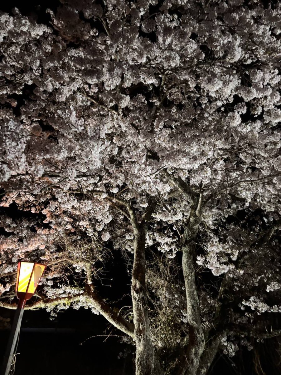 redreader0423's tweet photo. 今年も家族で夜桜見物✨
ボンボリが出ていて、とっても雰囲気があったよ😊

時代は変わっても、何百年前の人たちも変わらずこの桜を愛でていたんだなぁと思いを馳せていたよ🥹 https://t.co/kuz5UKLt5R