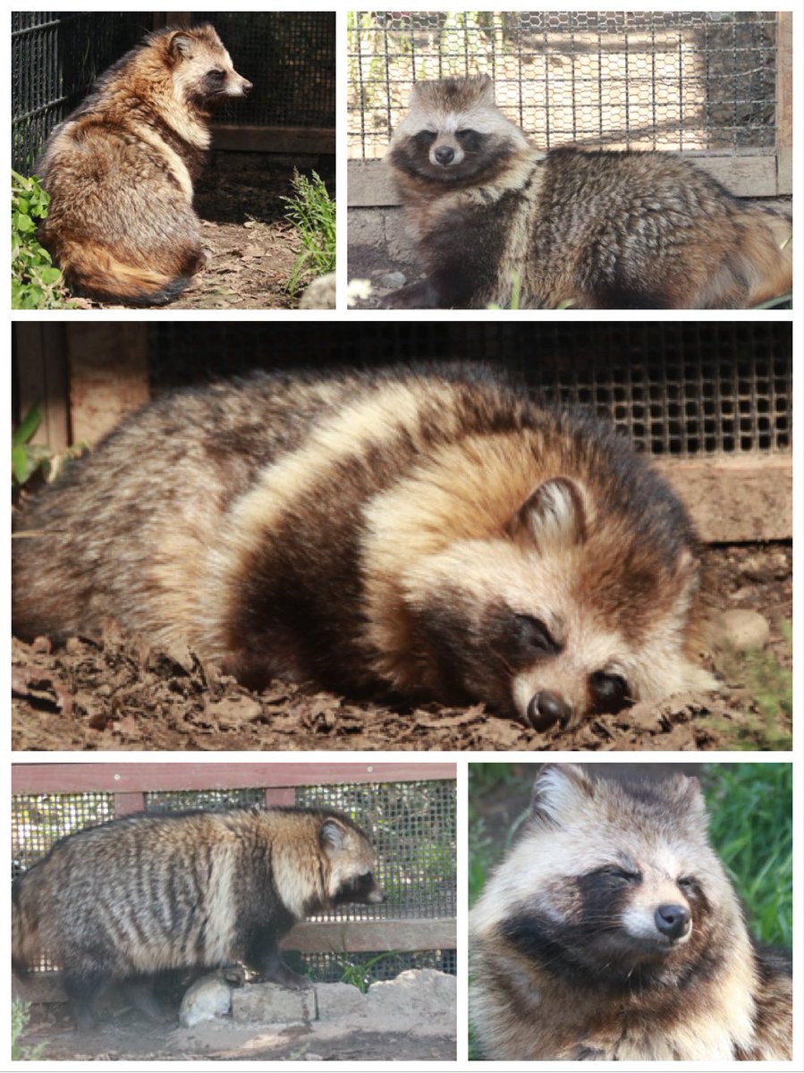 みそに🦆 tweet media