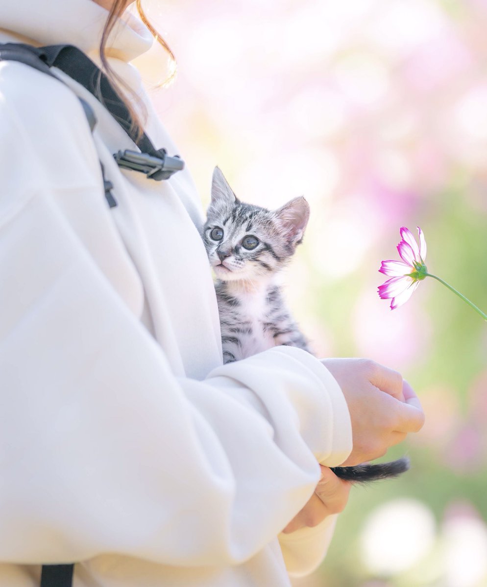 癒される動物 tweet media