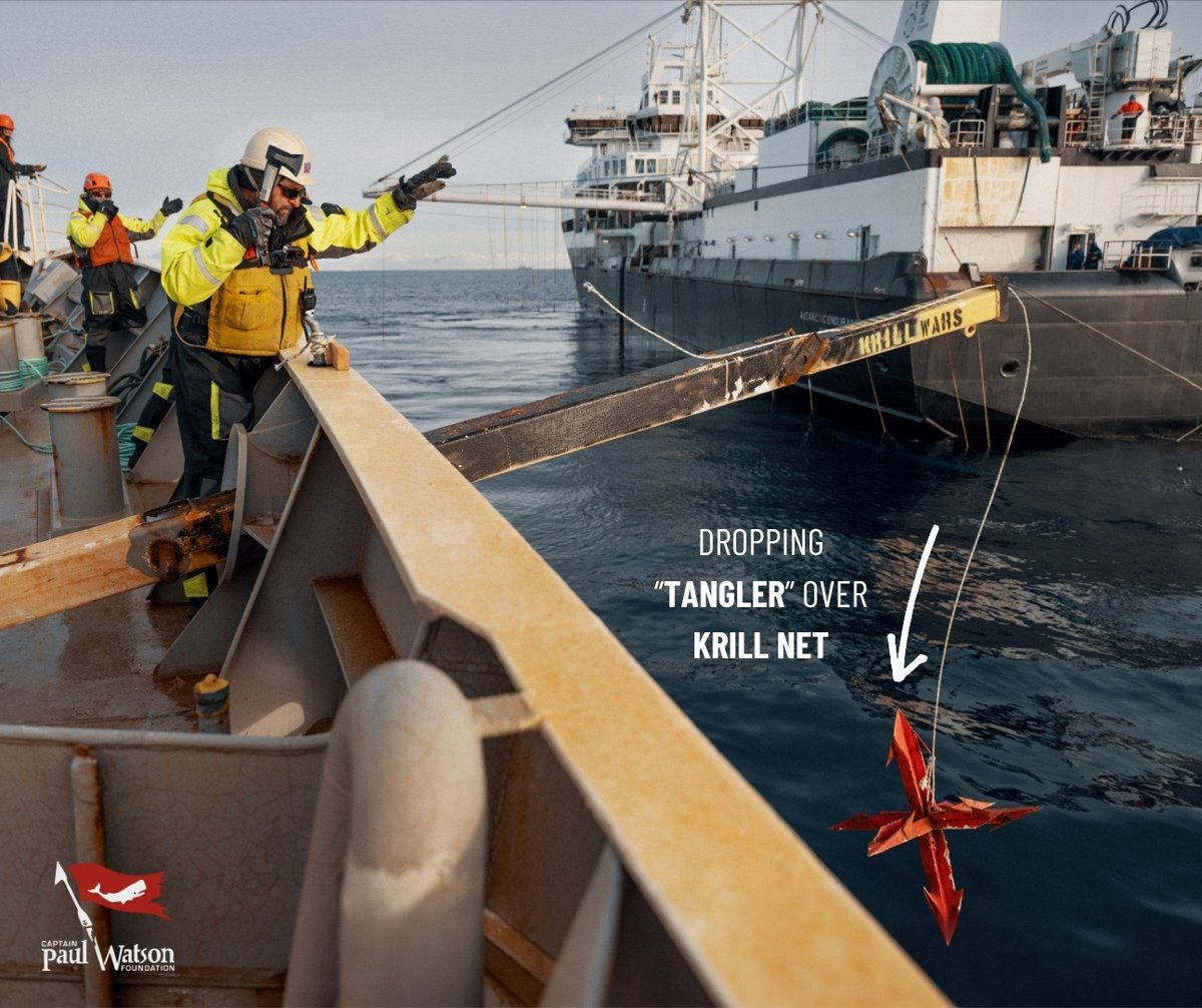 Captain Paul Watson Foundation 🐋🏴‍☠️ tweet media