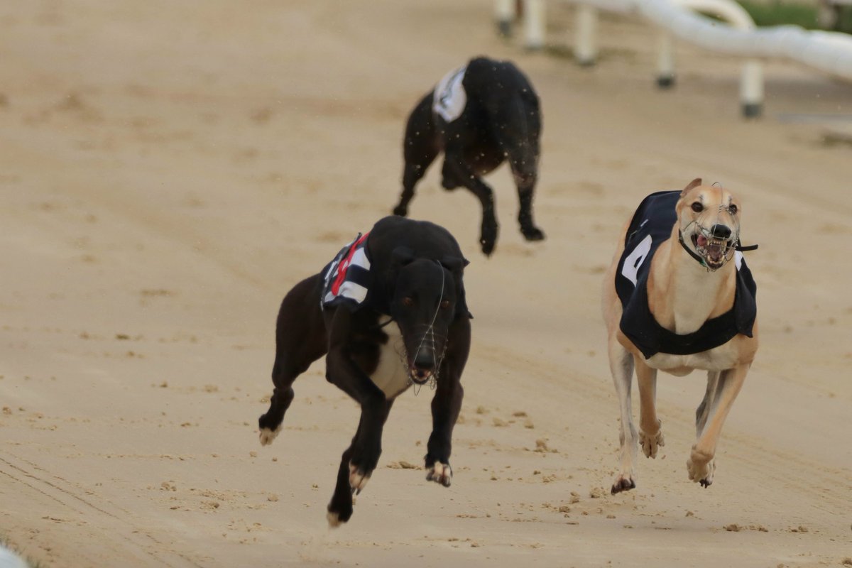 Congratulations to the <a href="/Jamiekingsley10/">Cavan Kennels</a> trained Bu Han Tag who won race 3 here on Easter Sunday! 🐣🐰

Congratulations to all connections! 🎉