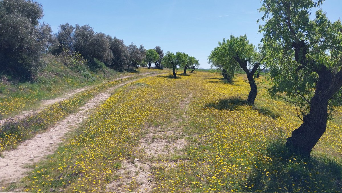 Camins de Sikarra tweet media