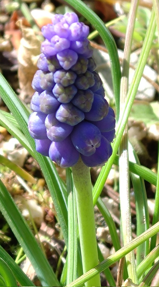 定番のムスカリさん🪻🎵

#花
#ガーデニング
#ムスカリ
#花のある暮らし