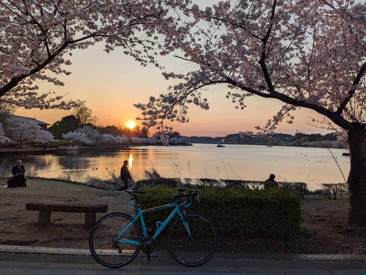 サーバルメット tweet media