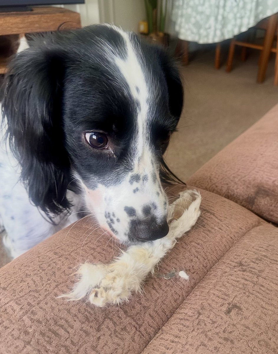 spursy_boggart's tweet image. Easter bunny #killed #in #action