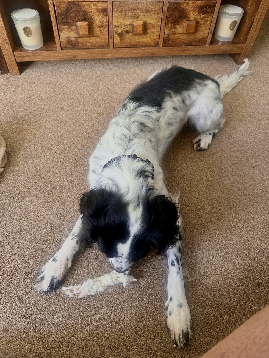 spursy_boggart's tweet image. Easter bunny #killed #in #action