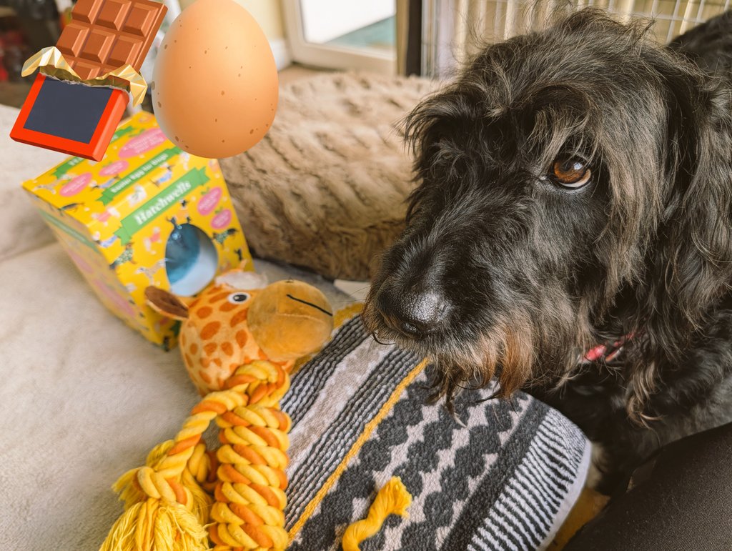 JReynard66304's tweet image. Happy Easter from Alannah-Rose who is enjoying her book "Celeste" the Giraffe 🦒 Lottie who has played with her giraffe toy &amp;amp; wants more of her Doggy Easter Egg 🐩🥚 #Abram #EasterBlessings #EasterDecorations #EasterSunday ⛪✝️🐰🐣🌷 @KinlochSusan @ruths_gallery @