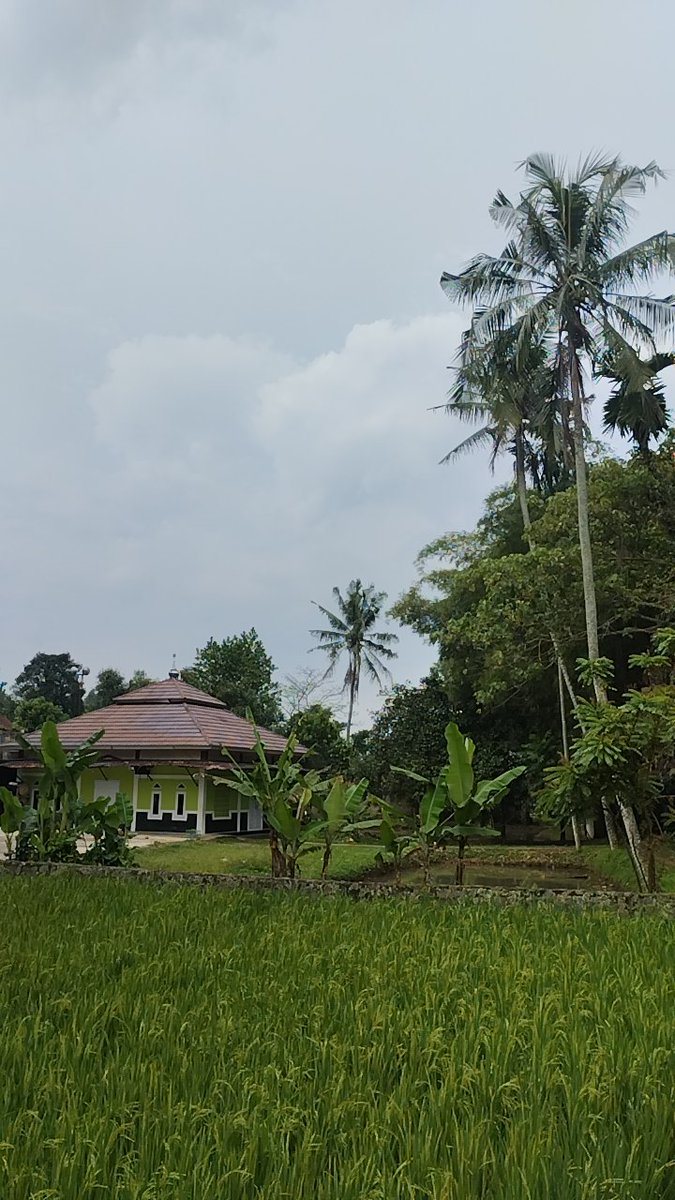 ALIANSI PUPUK KANDANG tweet media