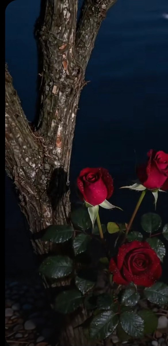 #ظليل..🇸🇦💚 tweet media