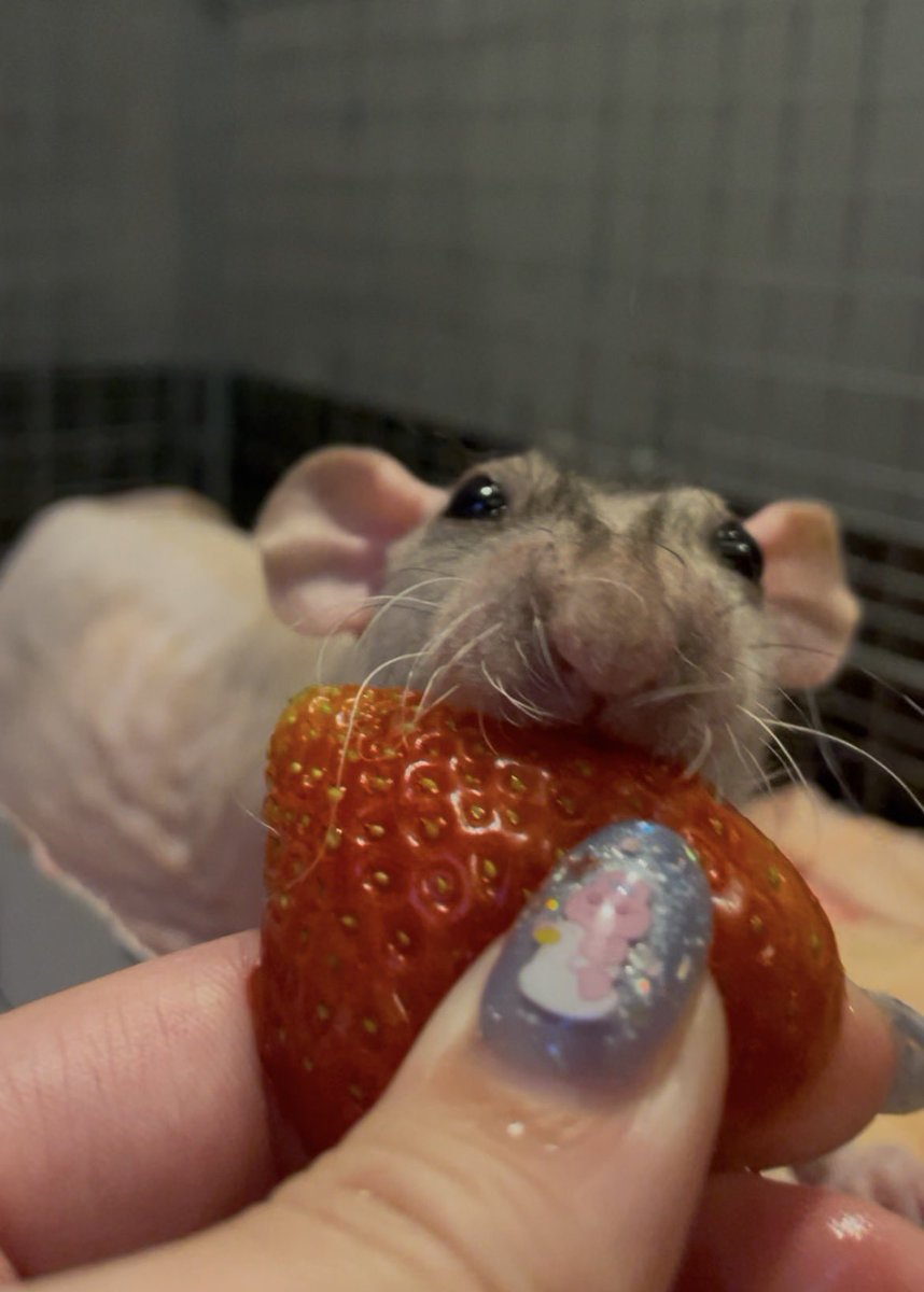 ねずみモッチリたま太郎 tweet media