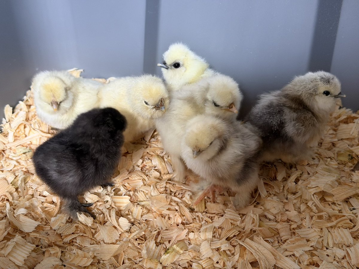 Jessica Goeken tweet media